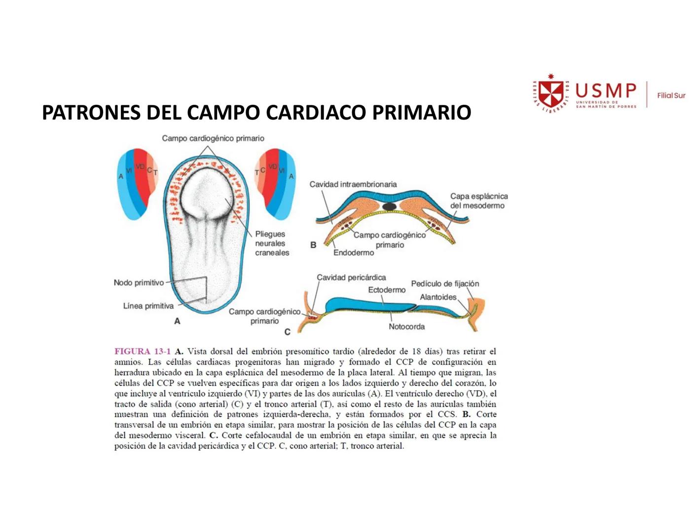 VERITAS
\/BERABITVOS
USMP
UNIVERSIDAD DE SAN MARTIN DE PORRES
FILIAL SUR
PERIODO 2025-1 # SISTEMAS CARDIACO Y RESPIRATORIO
Docente: Mg. Bio