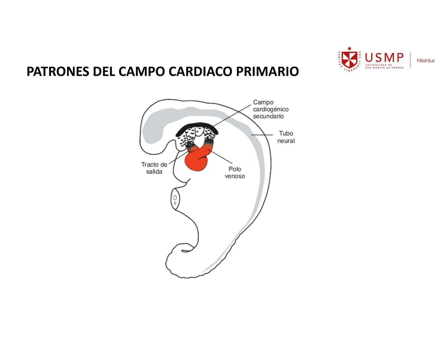 VERITAS
\/BERABITVOS
USMP
UNIVERSIDAD DE SAN MARTIN DE PORRES
FILIAL SUR
PERIODO 2025-1 # SISTEMAS CARDIACO Y RESPIRATORIO
Docente: Mg. Bio