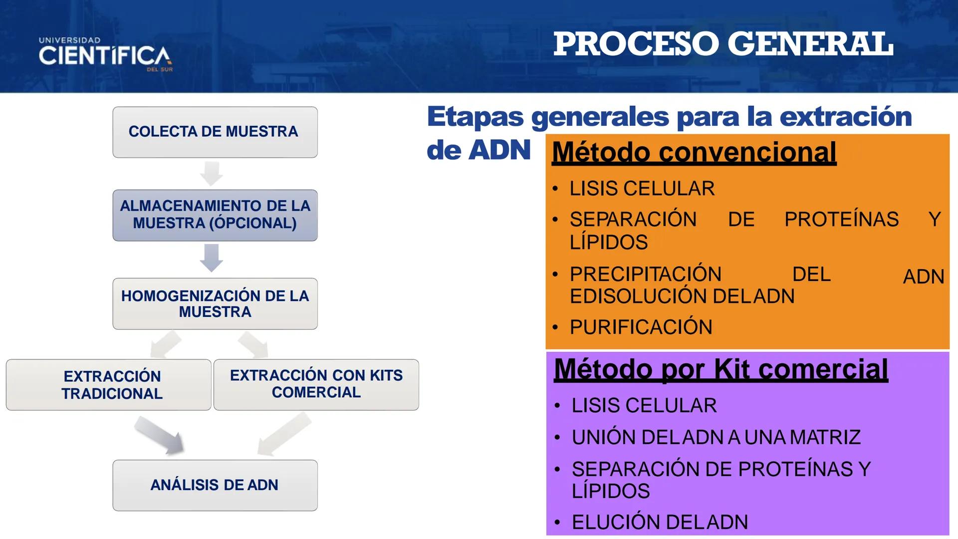 UNIVERSIDAD
CIENTÍFICA
DEL SUR
EXTRACCIÓN DE ADN
BIOLOGÍA CELULAR Y MOLECULAR
SEMANA 09
-
MEJORAS TÚ, MEJORA EL MUNDO.
Carrera de Medicina H