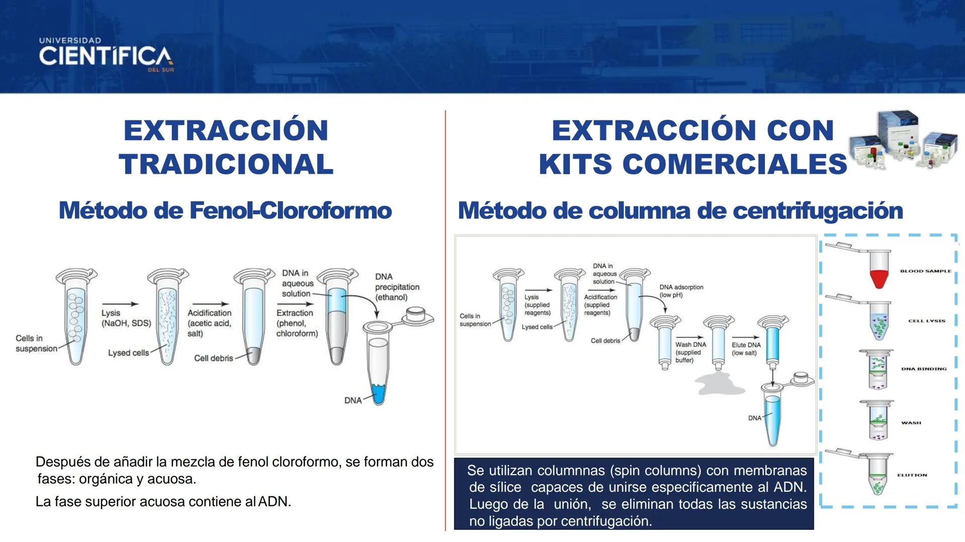 UNIVERSIDAD
CIENTÍFICA
DEL SUR
EXTRACCIÓN DE ADN
BIOLOGÍA CELULAR Y MOLECULAR
SEMANA 09
-
MEJORAS TÚ, MEJORA EL MUNDO.
Carrera de Medicina H