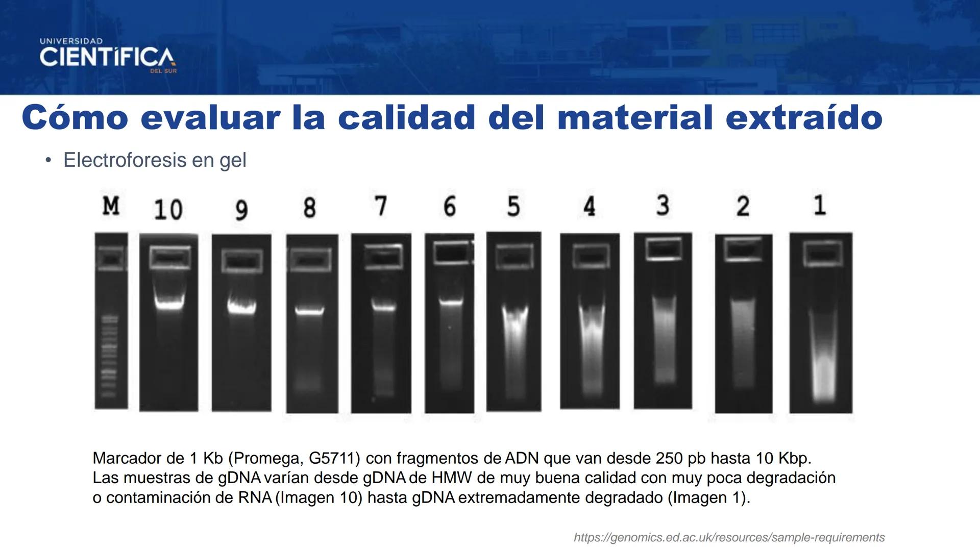 UNIVERSIDAD
CIENTÍFICA
DEL SUR
EXTRACCIÓN DE ADN
BIOLOGÍA CELULAR Y MOLECULAR
SEMANA 09
-
MEJORAS TÚ, MEJORA EL MUNDO.
Carrera de Medicina H
