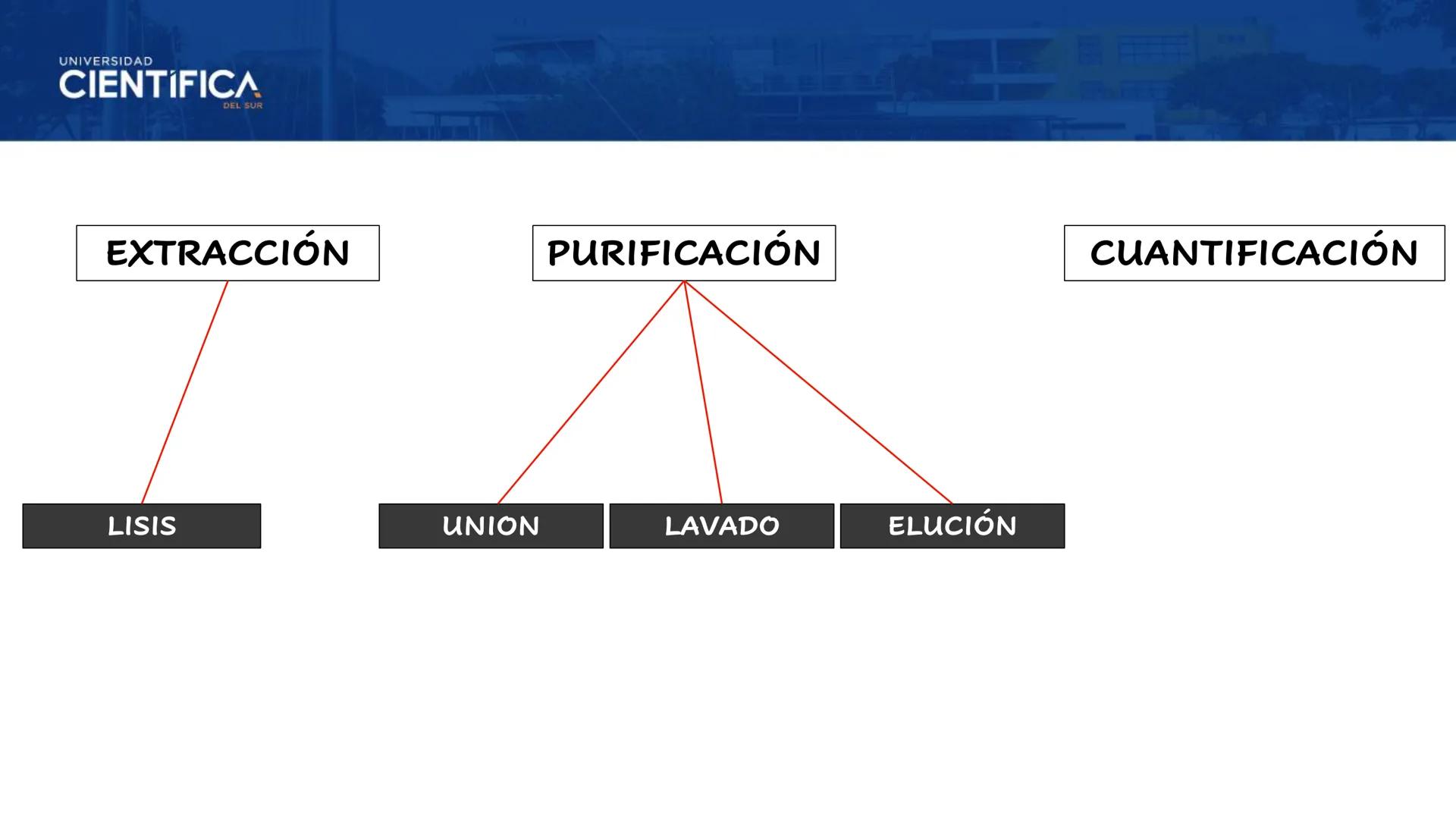 UNIVERSIDAD
CIENTÍFICA
DEL SUR
EXTRACCIÓN DE ADN
BIOLOGÍA CELULAR Y MOLECULAR
SEMANA 09
-
MEJORAS TÚ, MEJORA EL MUNDO.
Carrera de Medicina H