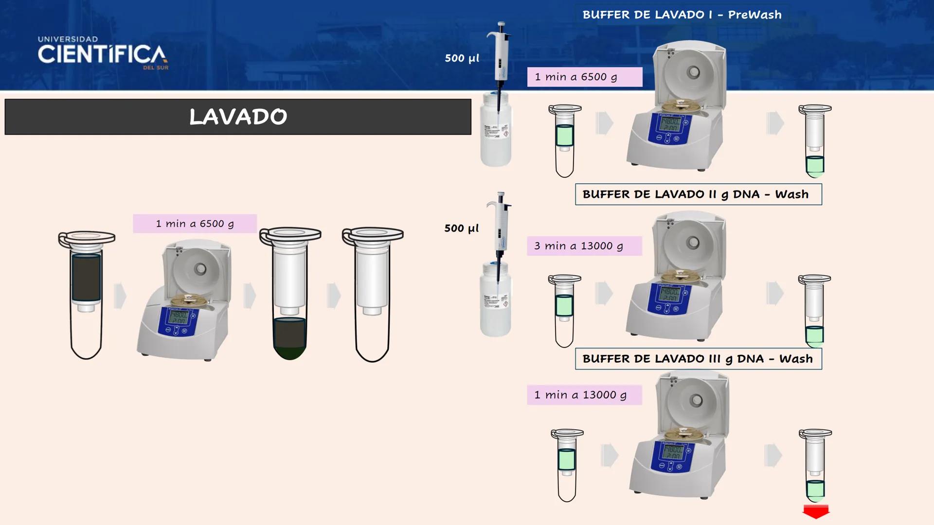 UNIVERSIDAD
CIENTÍFICA
DEL SUR
EXTRACCIÓN DE ADN
BIOLOGÍA CELULAR Y MOLECULAR
SEMANA 09
-
MEJORAS TÚ, MEJORA EL MUNDO.
Carrera de Medicina H