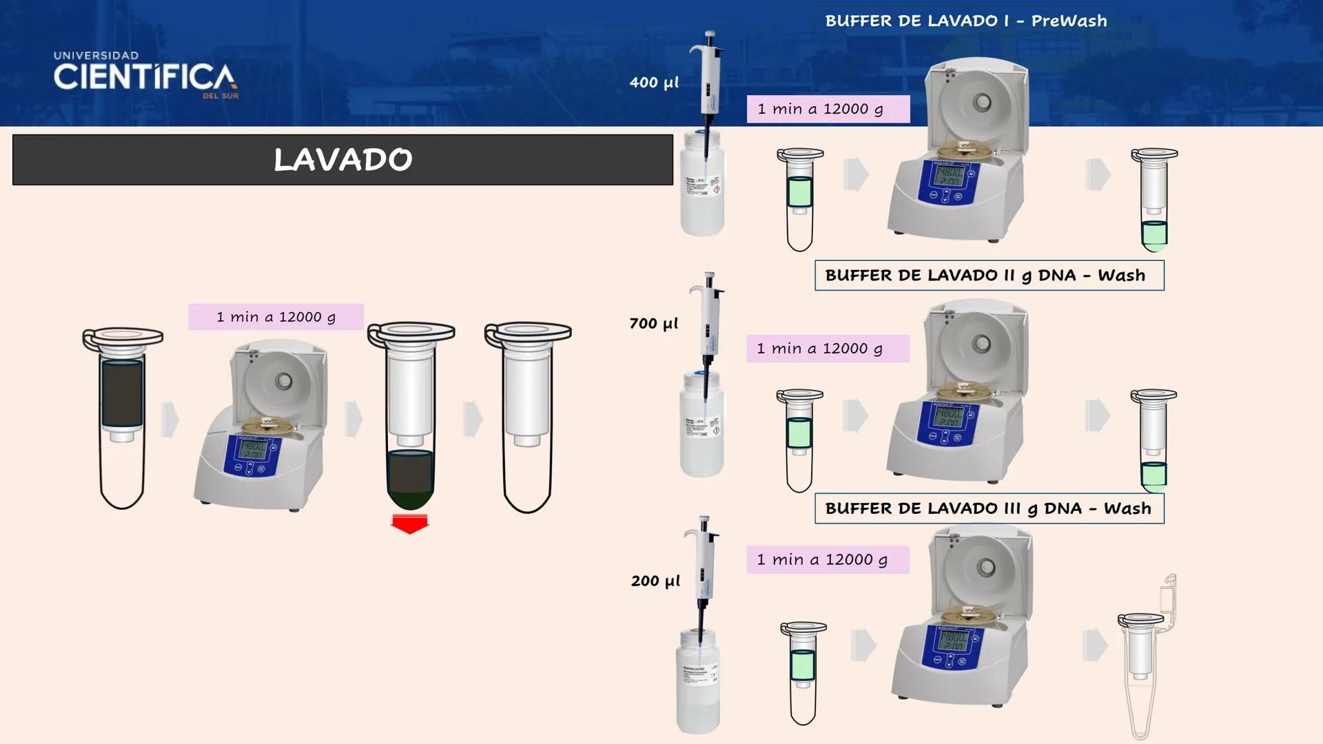 UNIVERSIDAD
CIENTÍFICA
DEL SUR
EXTRACCIÓN DE ADN
BIOLOGÍA CELULAR Y MOLECULAR
SEMANA 09
-
MEJORAS TÚ, MEJORA EL MUNDO.
Carrera de Medicina H