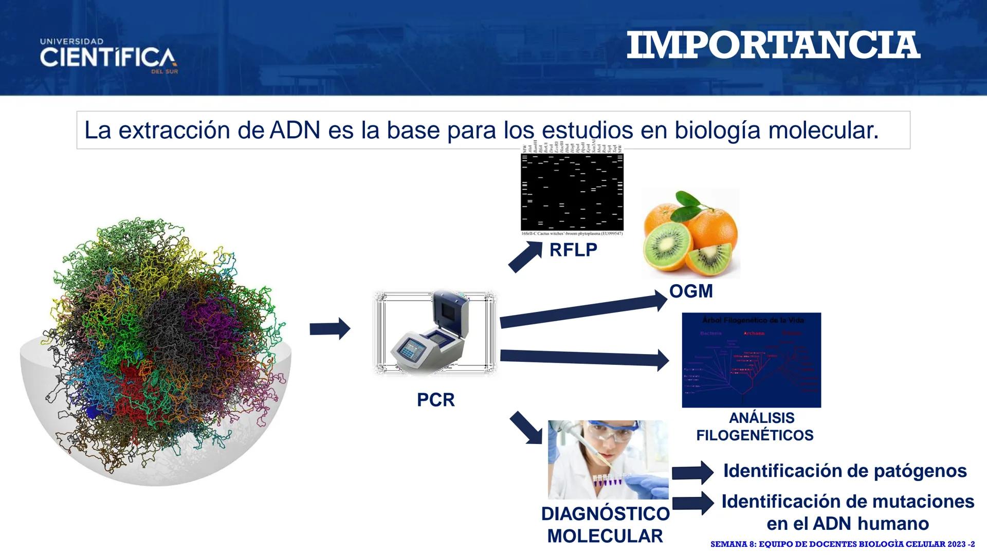 UNIVERSIDAD
CIENTÍFICA
DEL SUR
EXTRACCIÓN DE ADN
BIOLOGÍA CELULAR Y MOLECULAR
SEMANA 09
-
MEJORAS TÚ, MEJORA EL MUNDO.
Carrera de Medicina H