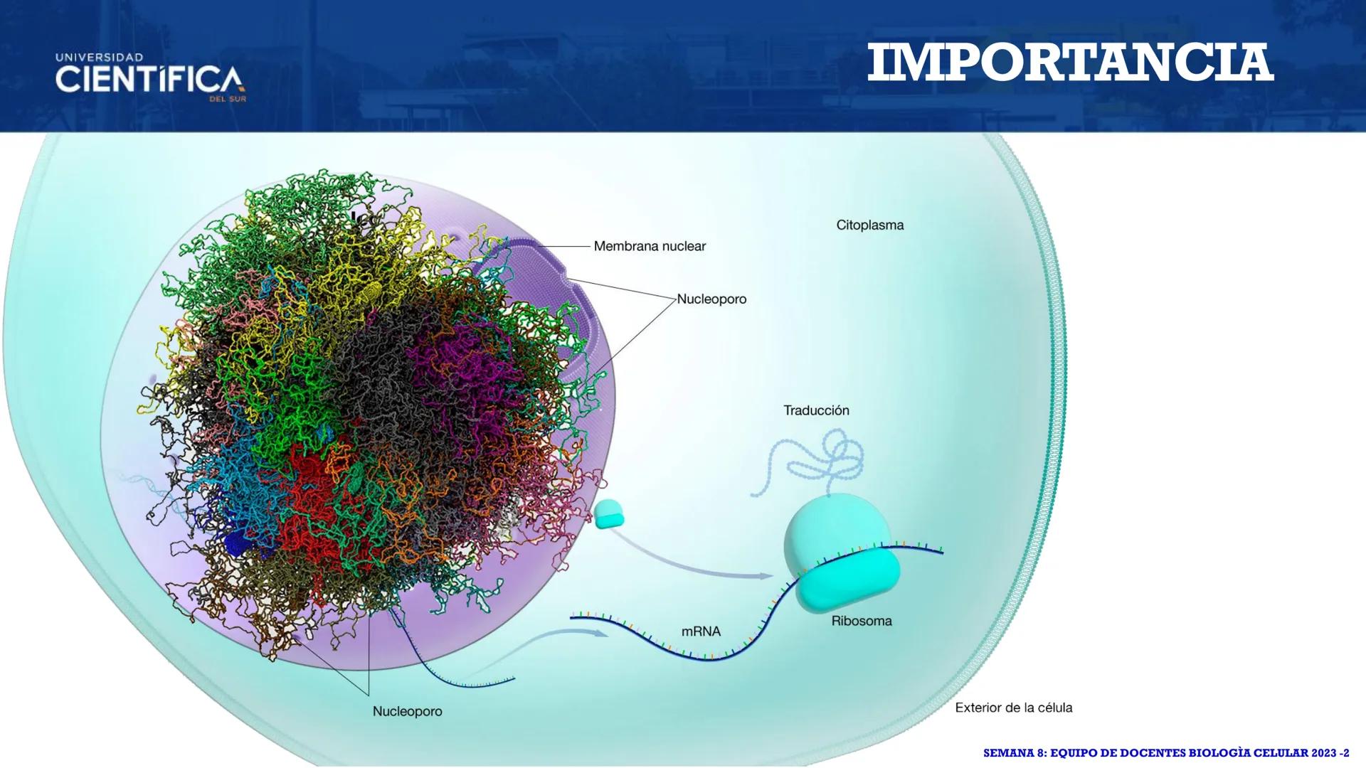 UNIVERSIDAD
CIENTÍFICA
DEL SUR
EXTRACCIÓN DE ADN
BIOLOGÍA CELULAR Y MOLECULAR
SEMANA 09
-
MEJORAS TÚ, MEJORA EL MUNDO.
Carrera de Medicina H