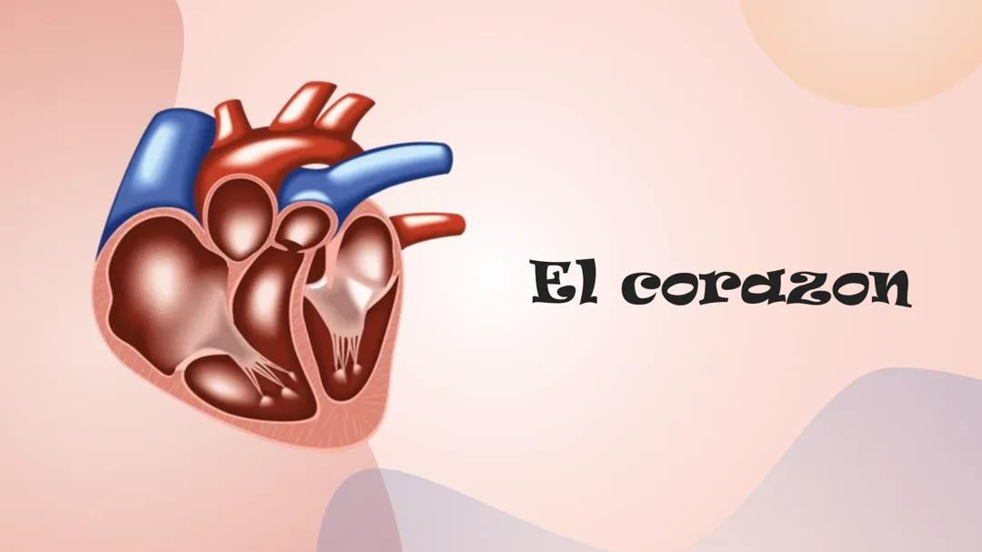 Anatomia del corazón