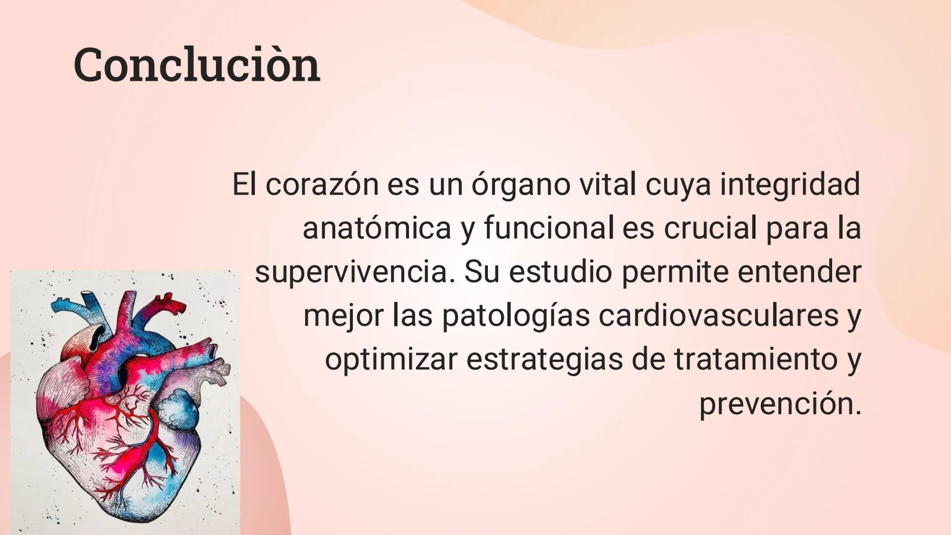 El corazon # Generalidades del corazón
Irrigación, drenaje e inervación
Correlaciones clínicas Ubicación y generalidad
Es un órgano muscul