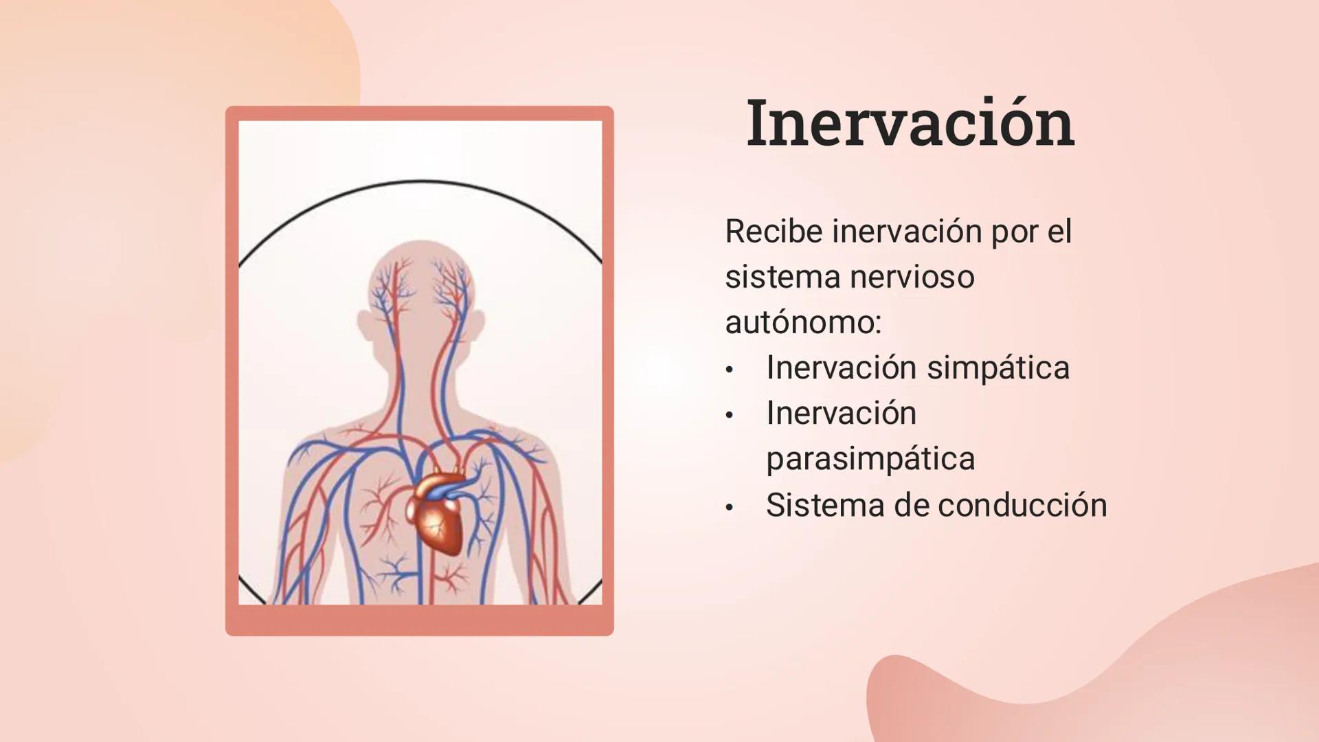 El corazon # Generalidades del corazón
Irrigación, drenaje e inervación
Correlaciones clínicas Ubicación y generalidad
Es un órgano muscul