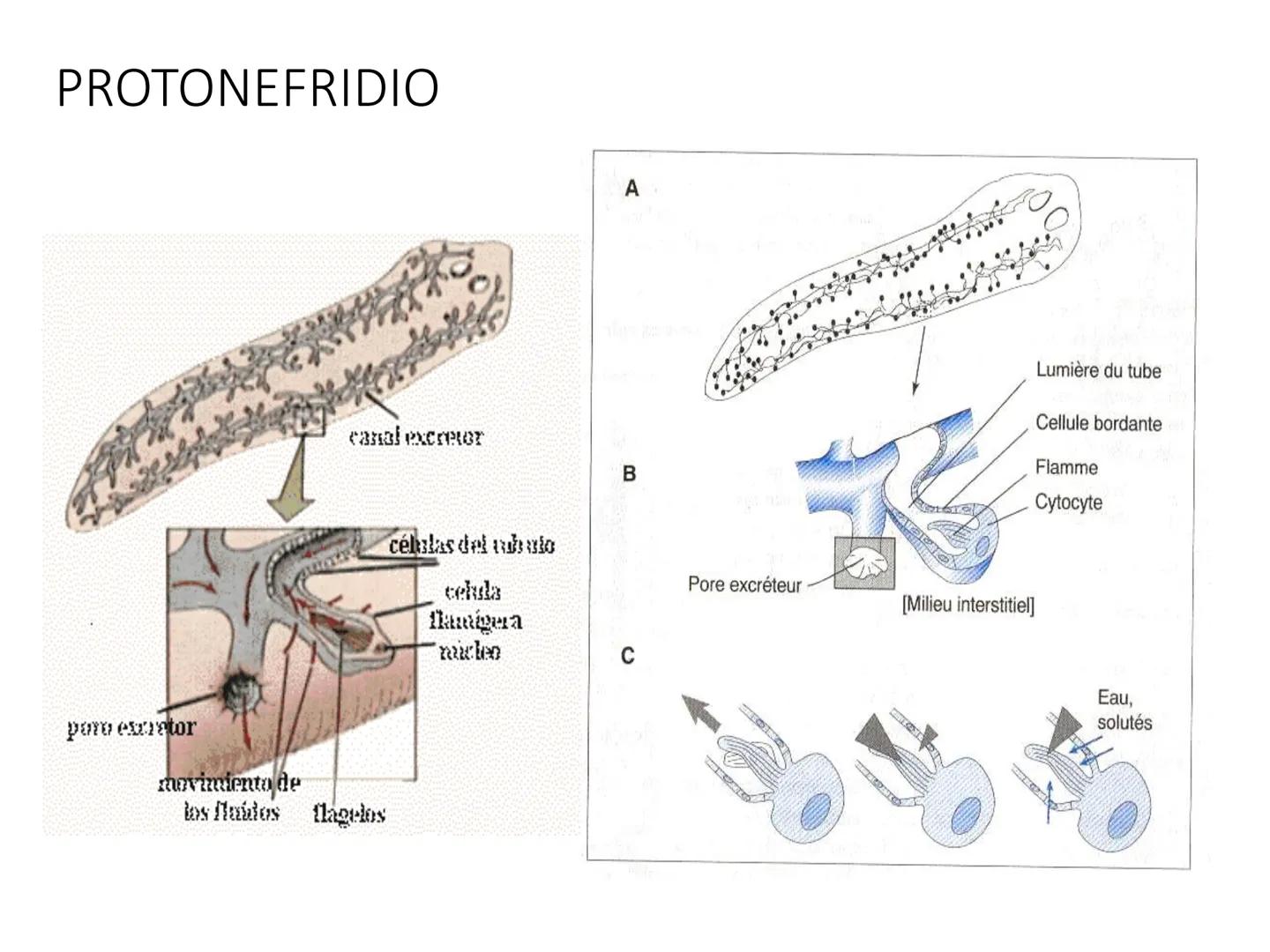 HOMEOSTASIS
Y OSMORREGULACION HOMEOSTASIS
• El universo tiende al desorden
• Los organismos vivos tienden al orden
• Necesitan de mucha ener