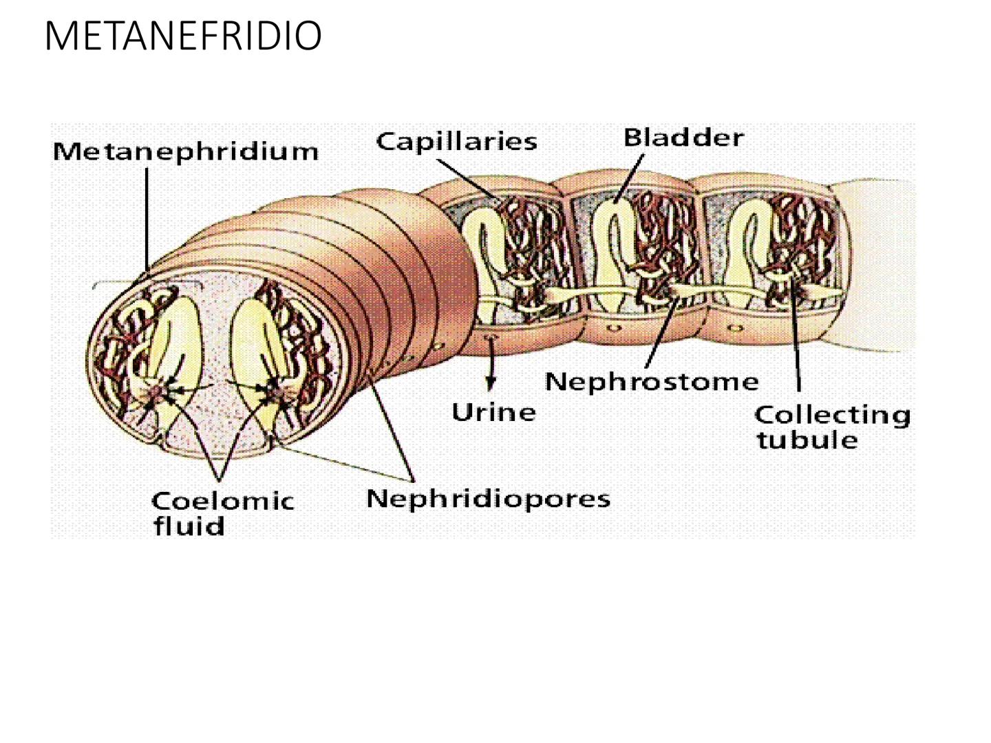 HOMEOSTASIS
Y OSMORREGULACION HOMEOSTASIS
• El universo tiende al desorden
• Los organismos vivos tienden al orden
• Necesitan de mucha ener
