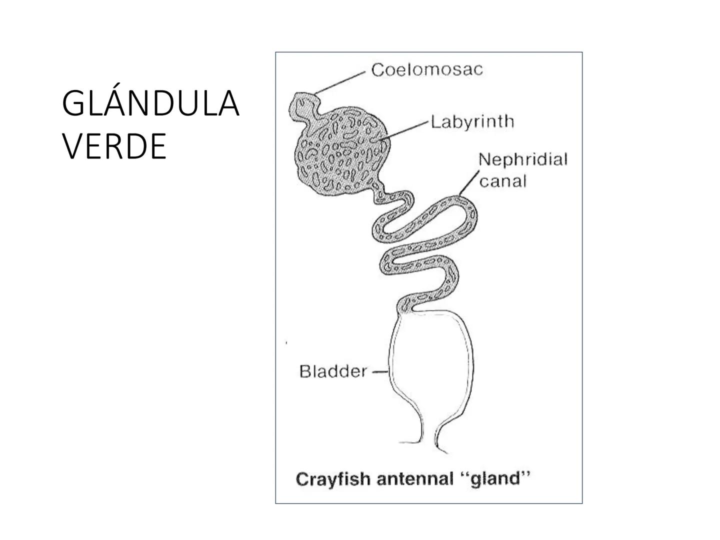 HOMEOSTASIS
Y OSMORREGULACION HOMEOSTASIS
• El universo tiende al desorden
• Los organismos vivos tienden al orden
• Necesitan de mucha ener