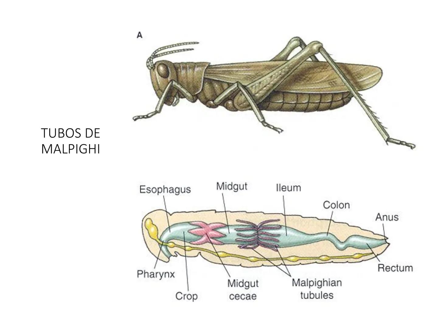 HOMEOSTASIS
Y OSMORREGULACION HOMEOSTASIS
• El universo tiende al desorden
• Los organismos vivos tienden al orden
• Necesitan de mucha ener