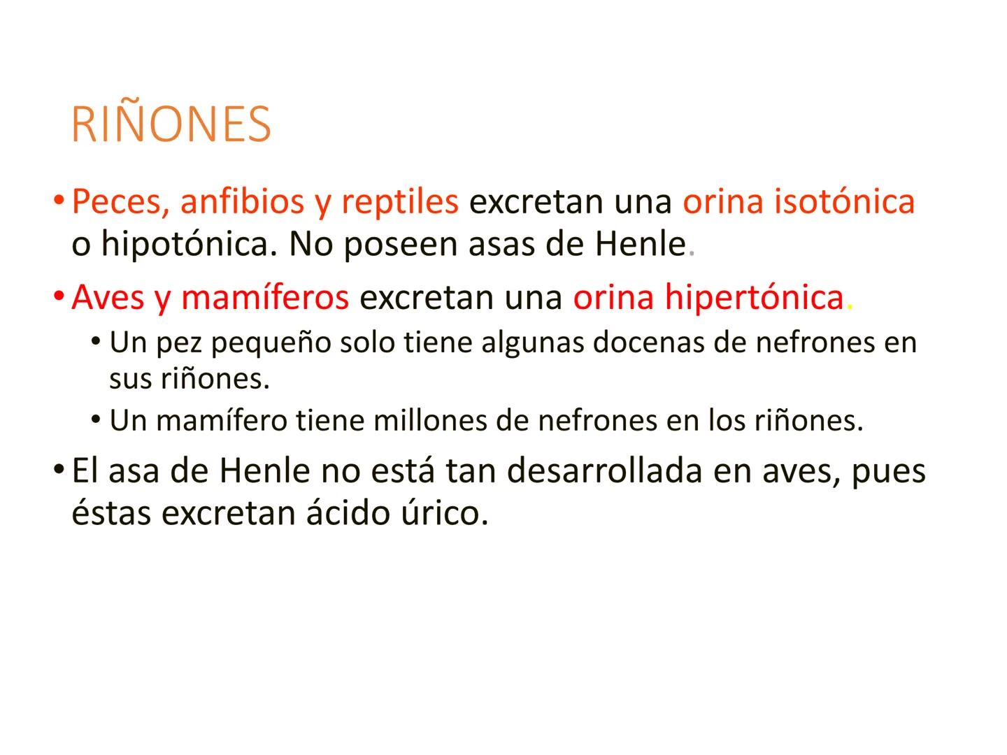 HOMEOSTASIS
Y OSMORREGULACION HOMEOSTASIS
• El universo tiende al desorden
• Los organismos vivos tienden al orden
• Necesitan de mucha ener