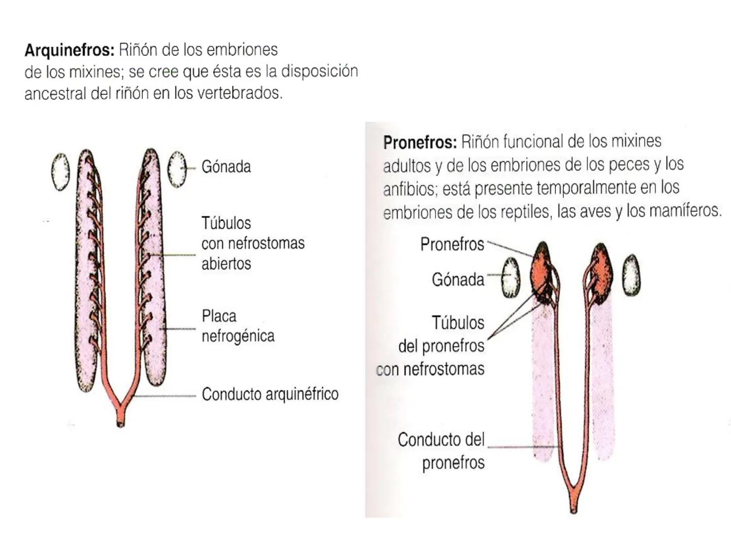 HOMEOSTASIS
Y OSMORREGULACION HOMEOSTASIS
• El universo tiende al desorden
• Los organismos vivos tienden al orden
• Necesitan de mucha ener