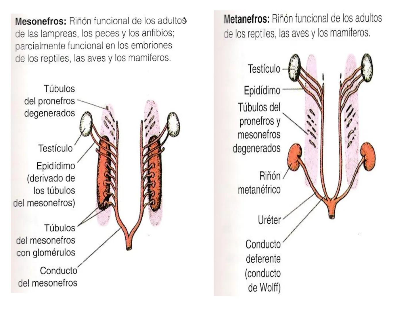 HOMEOSTASIS
Y OSMORREGULACION HOMEOSTASIS
• El universo tiende al desorden
• Los organismos vivos tienden al orden
• Necesitan de mucha ener