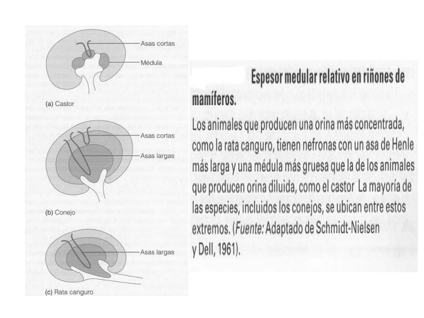 HOMEOSTASIS
Y OSMORREGULACION HOMEOSTASIS
• El universo tiende al desorden
• Los organismos vivos tienden al orden
• Necesitan de mucha ener
