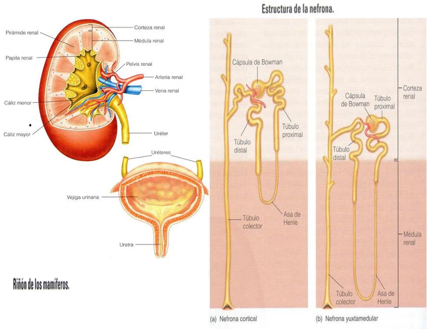 HOMEOSTASIS
Y OSMORREGULACION HOMEOSTASIS
• El universo tiende al desorden
• Los organismos vivos tienden al orden
• Necesitan de mucha ener