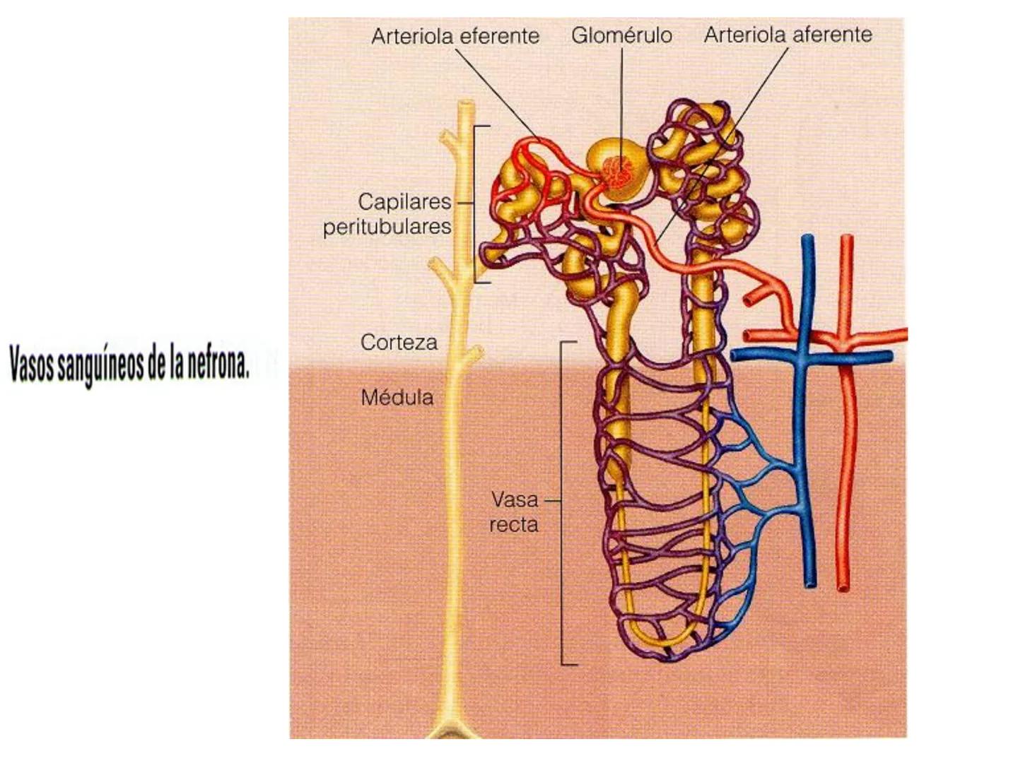 HOMEOSTASIS
Y OSMORREGULACION HOMEOSTASIS
• El universo tiende al desorden
• Los organismos vivos tienden al orden
• Necesitan de mucha ener