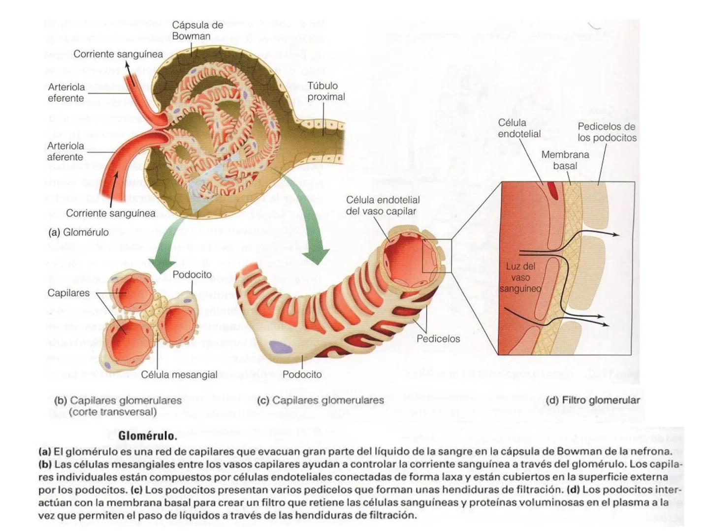 HOMEOSTASIS
Y OSMORREGULACION HOMEOSTASIS
• El universo tiende al desorden
• Los organismos vivos tienden al orden
• Necesitan de mucha ener