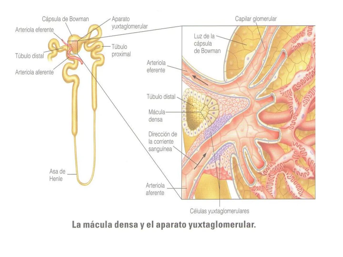 HOMEOSTASIS
Y OSMORREGULACION HOMEOSTASIS
• El universo tiende al desorden
• Los organismos vivos tienden al orden
• Necesitan de mucha ener