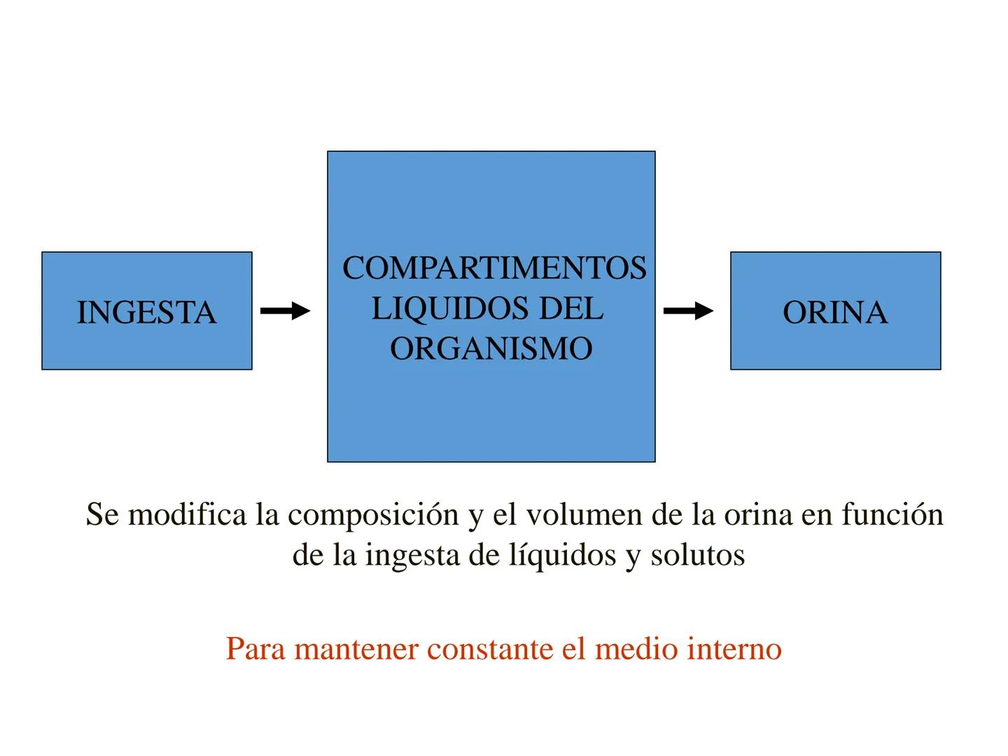 HOMEOSTASIS
Y OSMORREGULACION HOMEOSTASIS
• El universo tiende al desorden
• Los organismos vivos tienden al orden
• Necesitan de mucha ener