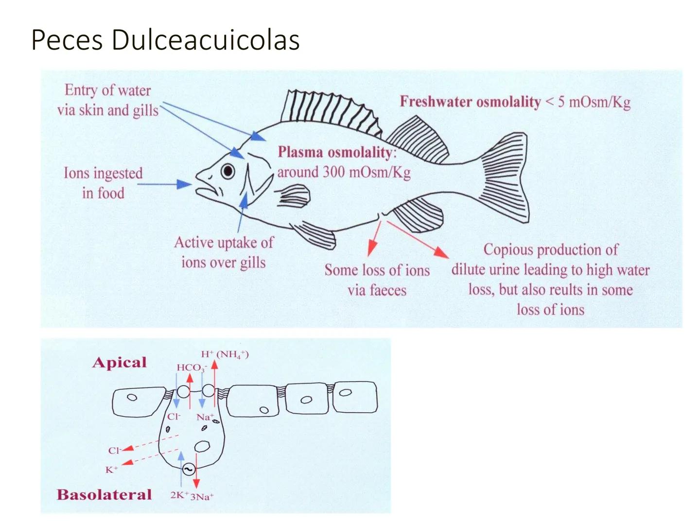 HOMEOSTASIS
Y OSMORREGULACION HOMEOSTASIS
• El universo tiende al desorden
• Los organismos vivos tienden al orden
• Necesitan de mucha ener