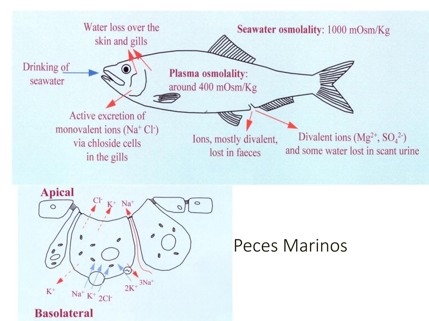 HOMEOSTASIS
Y OSMORREGULACION HOMEOSTASIS
• El universo tiende al desorden
• Los organismos vivos tienden al orden
• Necesitan de mucha ener