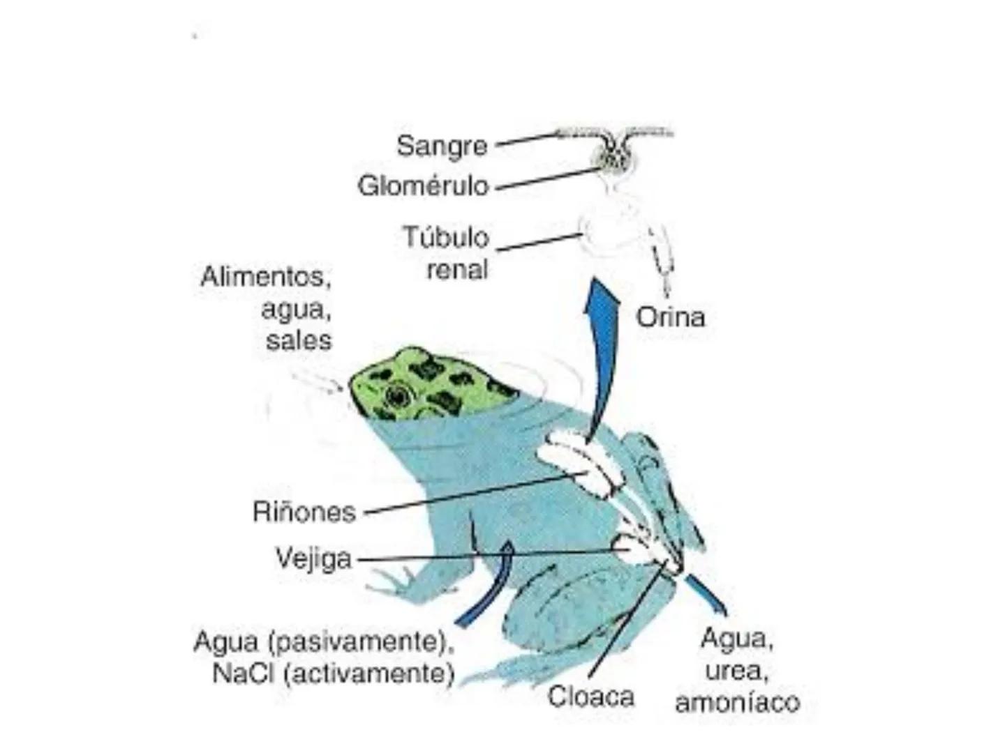 HOMEOSTASIS
Y OSMORREGULACION HOMEOSTASIS
• El universo tiende al desorden
• Los organismos vivos tienden al orden
• Necesitan de mucha ener