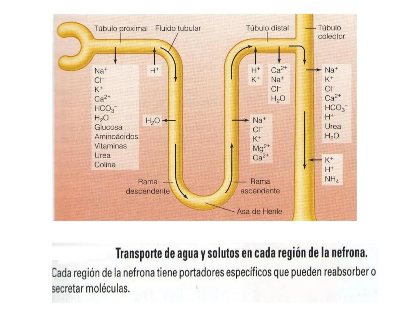 HOMEOSTASIS
Y OSMORREGULACION HOMEOSTASIS
• El universo tiende al desorden
• Los organismos vivos tienden al orden
• Necesitan de mucha ener