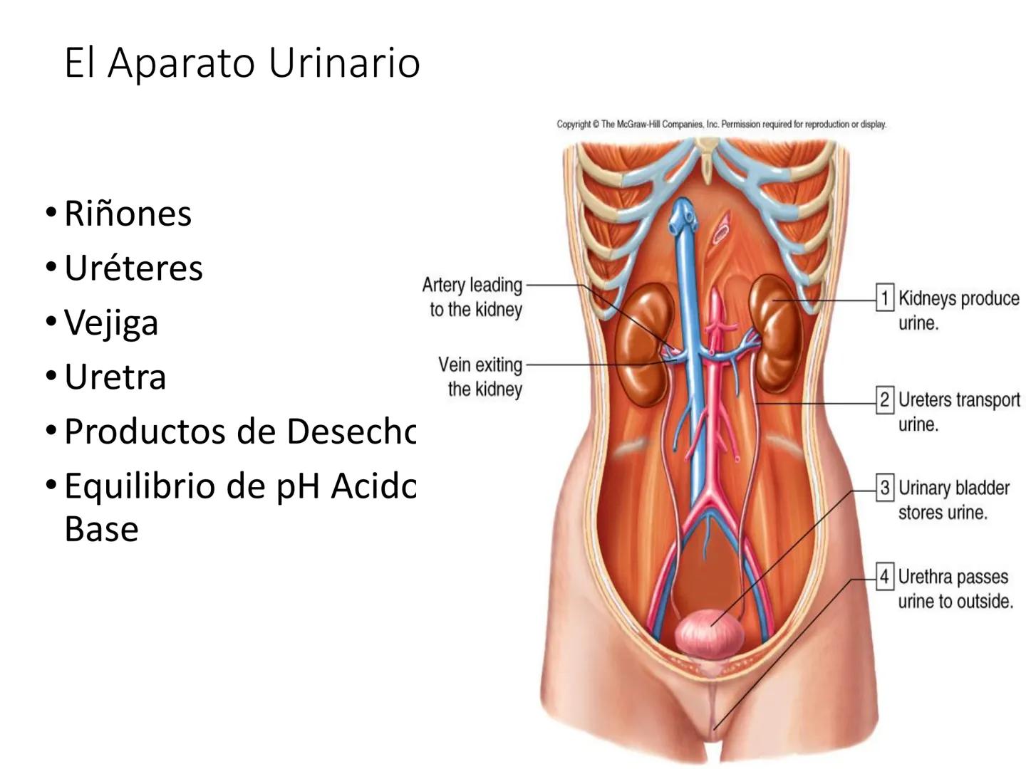 HOMEOSTASIS
Y OSMORREGULACION HOMEOSTASIS
• El universo tiende al desorden
• Los organismos vivos tienden al orden
• Necesitan de mucha ener