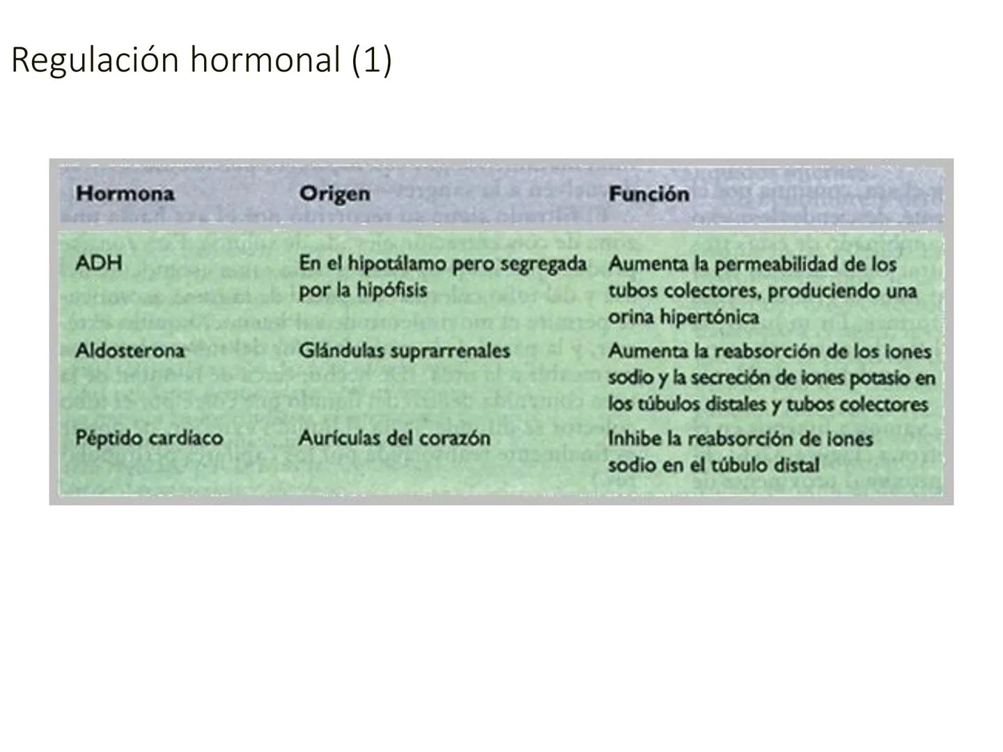HOMEOSTASIS
Y OSMORREGULACION HOMEOSTASIS
• El universo tiende al desorden
• Los organismos vivos tienden al orden
• Necesitan de mucha ener