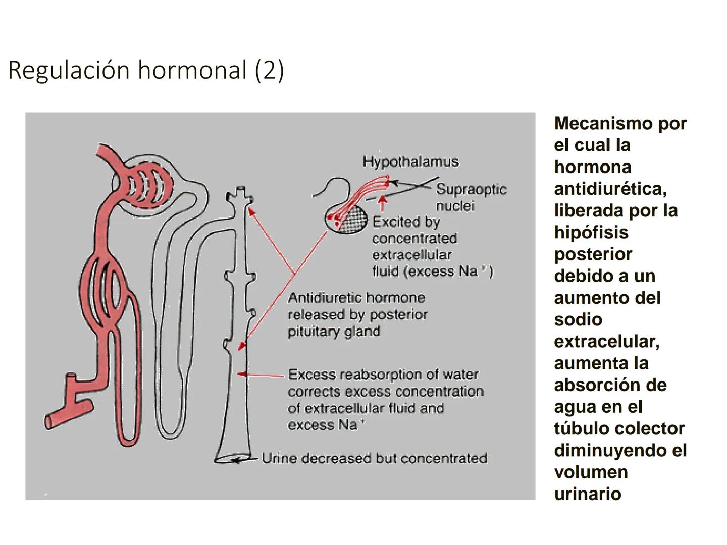 HOMEOSTASIS
Y OSMORREGULACION HOMEOSTASIS
• El universo tiende al desorden
• Los organismos vivos tienden al orden
• Necesitan de mucha ener