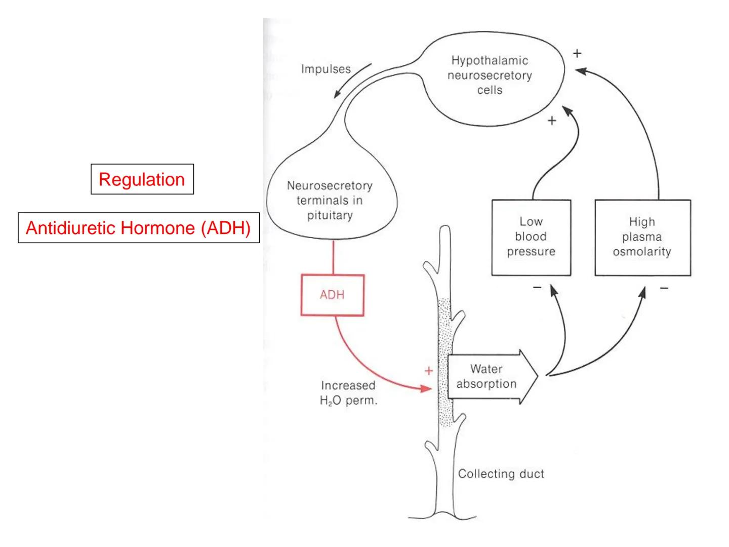 HOMEOSTASIS
Y OSMORREGULACION HOMEOSTASIS
• El universo tiende al desorden
• Los organismos vivos tienden al orden
• Necesitan de mucha ener