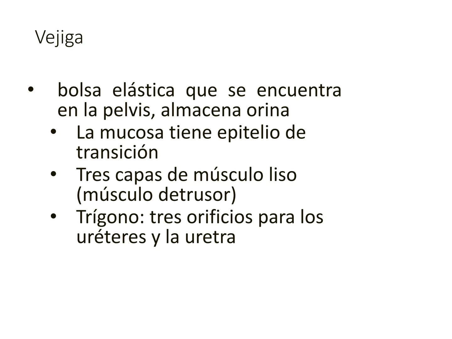 HOMEOSTASIS
Y OSMORREGULACION HOMEOSTASIS
• El universo tiende al desorden
• Los organismos vivos tienden al orden
• Necesitan de mucha ener