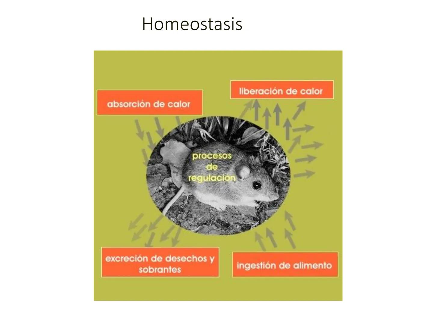 HOMEOSTASIS
Y OSMORREGULACION HOMEOSTASIS
• El universo tiende al desorden
• Los organismos vivos tienden al orden
• Necesitan de mucha ener