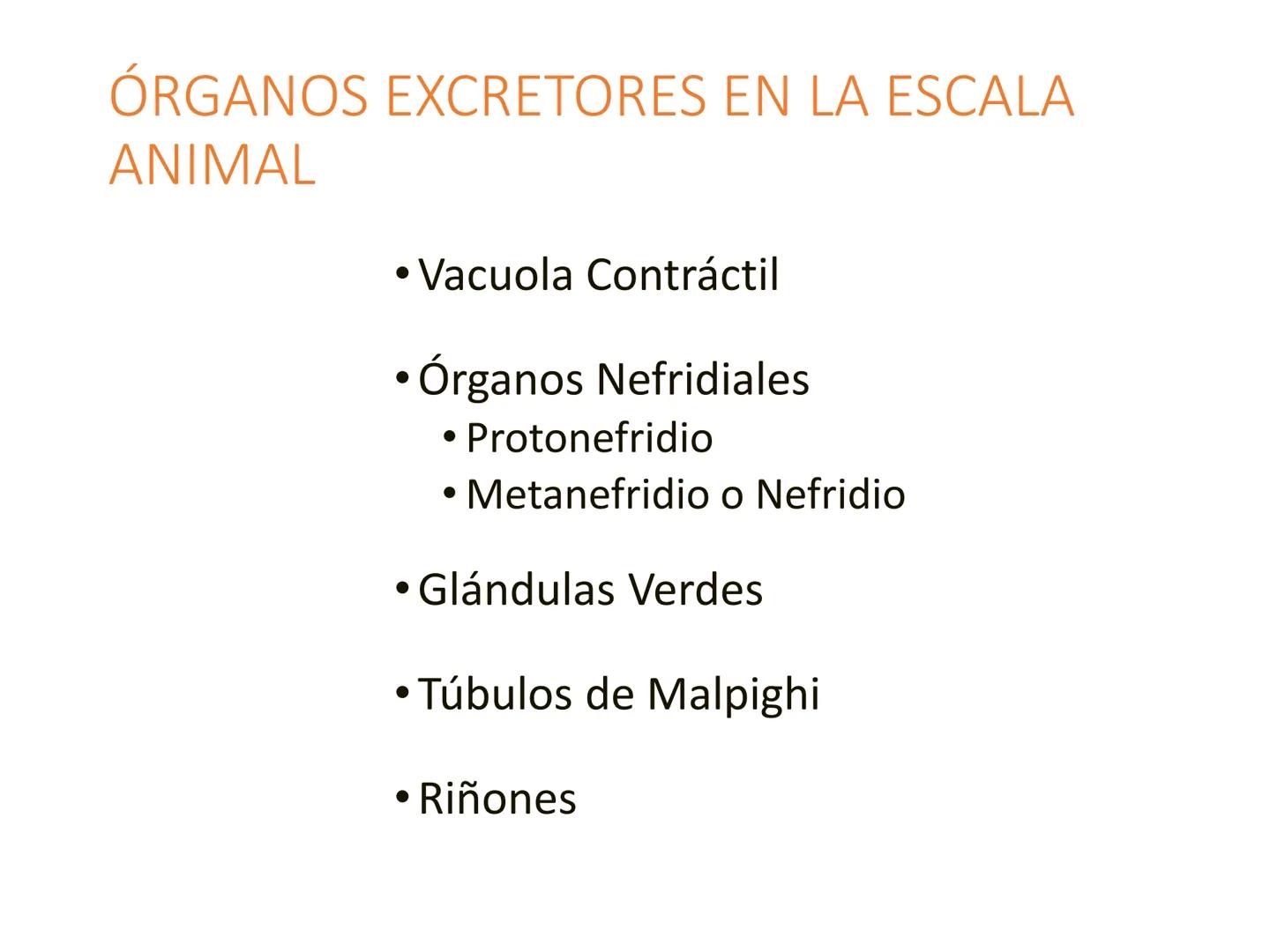 HOMEOSTASIS
Y OSMORREGULACION HOMEOSTASIS
• El universo tiende al desorden
• Los organismos vivos tienden al orden
• Necesitan de mucha ener