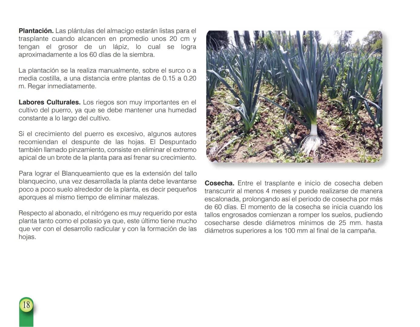 LA COOPÉRATION
BELGE AU DÉVELOPPEMENT
beLOUVAIN
COOPERATION
Subgobernación
Esperanza
Bolivia
San Lorenzo
MANUAL PARA EL CULTIVO DE
HORTALIZA