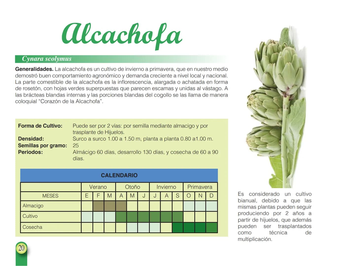 LA COOPÉRATION
BELGE AU DÉVELOPPEMENT
beLOUVAIN
COOPERATION
Subgobernación
Esperanza
Bolivia
San Lorenzo
MANUAL PARA EL CULTIVO DE
HORTALIZA