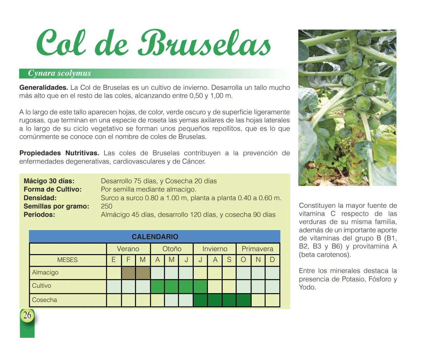LA COOPÉRATION
BELGE AU DÉVELOPPEMENT
beLOUVAIN
COOPERATION
Subgobernación
Esperanza
Bolivia
San Lorenzo
MANUAL PARA EL CULTIVO DE
HORTALIZA