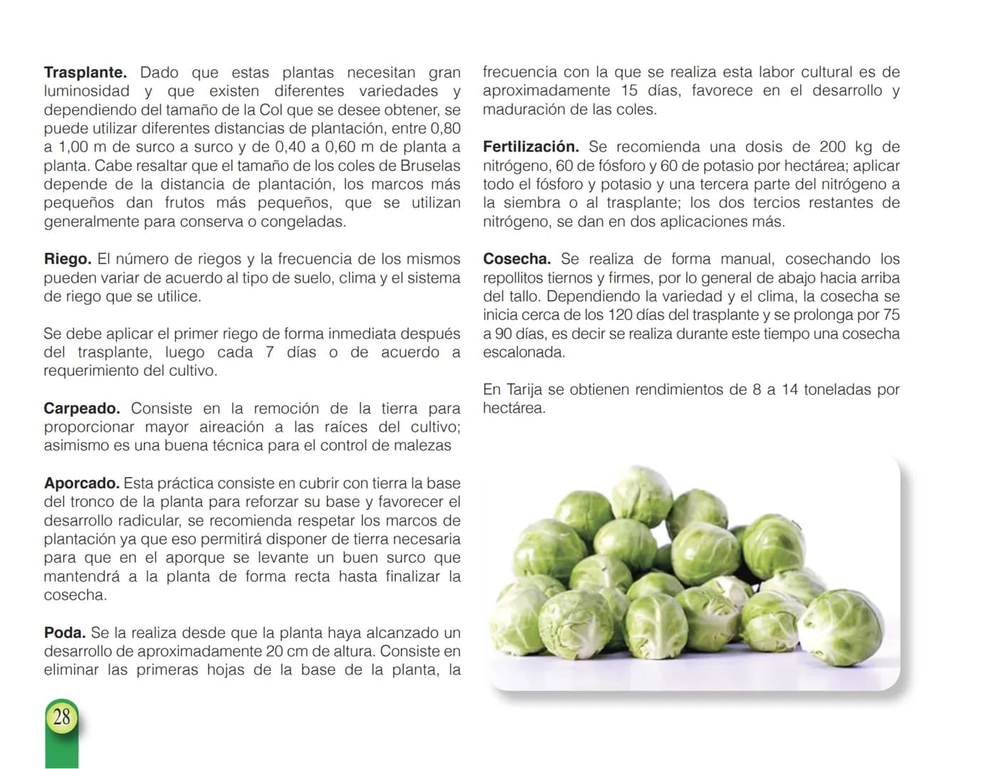 LA COOPÉRATION
BELGE AU DÉVELOPPEMENT
beLOUVAIN
COOPERATION
Subgobernación
Esperanza
Bolivia
San Lorenzo
MANUAL PARA EL CULTIVO DE
HORTALIZA