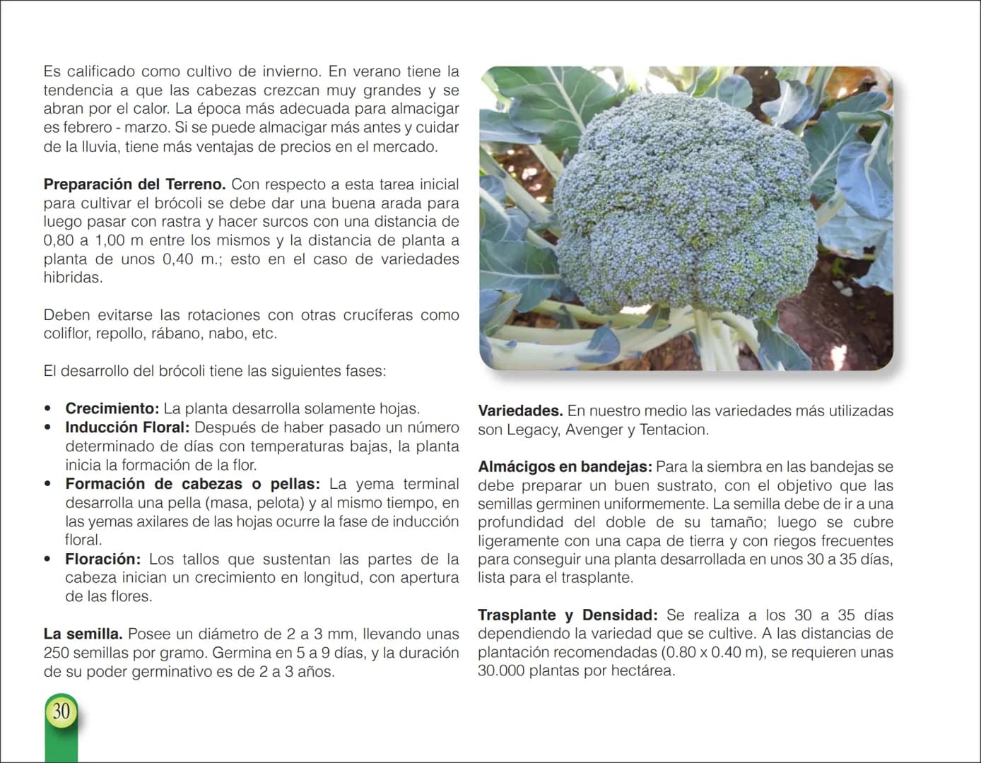 LA COOPÉRATION
BELGE AU DÉVELOPPEMENT
beLOUVAIN
COOPERATION
Subgobernación
Esperanza
Bolivia
San Lorenzo
MANUAL PARA EL CULTIVO DE
HORTALIZA