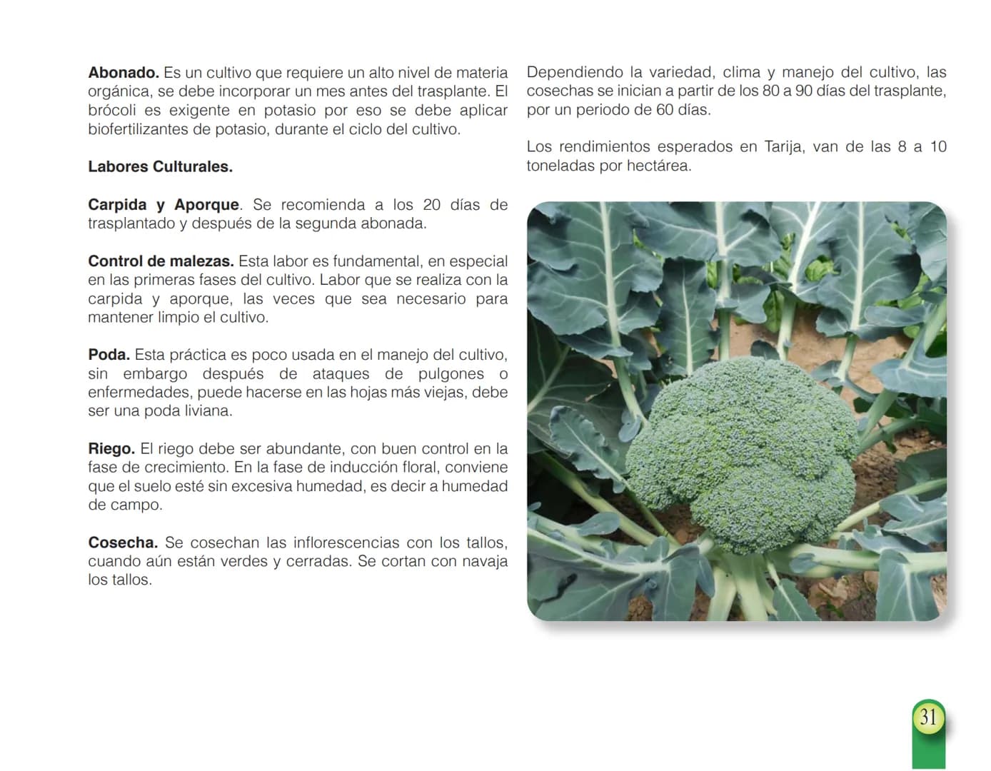 LA COOPÉRATION
BELGE AU DÉVELOPPEMENT
beLOUVAIN
COOPERATION
Subgobernación
Esperanza
Bolivia
San Lorenzo
MANUAL PARA EL CULTIVO DE
HORTALIZA