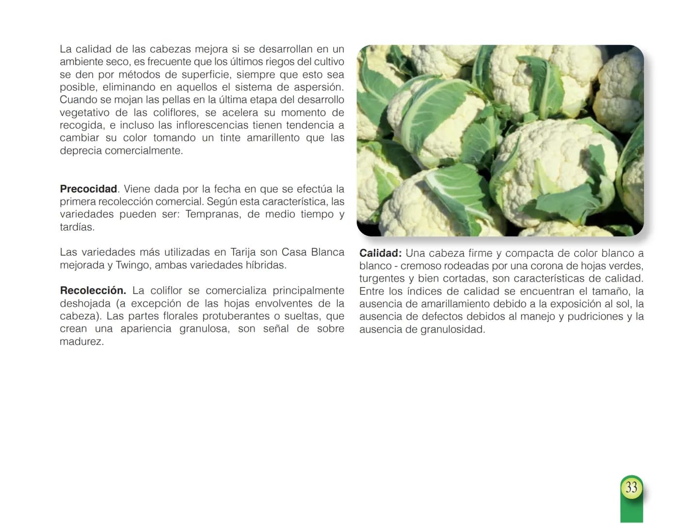 LA COOPÉRATION
BELGE AU DÉVELOPPEMENT
beLOUVAIN
COOPERATION
Subgobernación
Esperanza
Bolivia
San Lorenzo
MANUAL PARA EL CULTIVO DE
HORTALIZA