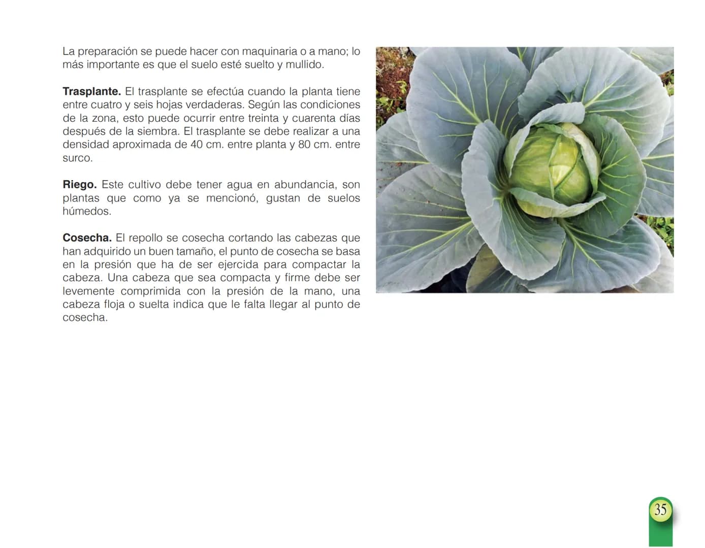 LA COOPÉRATION
BELGE AU DÉVELOPPEMENT
beLOUVAIN
COOPERATION
Subgobernación
Esperanza
Bolivia
San Lorenzo
MANUAL PARA EL CULTIVO DE
HORTALIZA