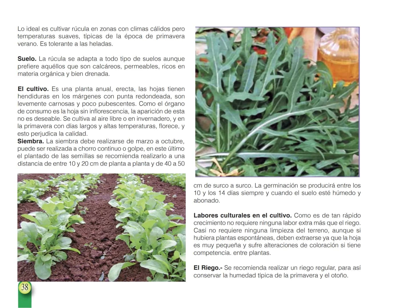 LA COOPÉRATION
BELGE AU DÉVELOPPEMENT
beLOUVAIN
COOPERATION
Subgobernación
Esperanza
Bolivia
San Lorenzo
MANUAL PARA EL CULTIVO DE
HORTALIZA