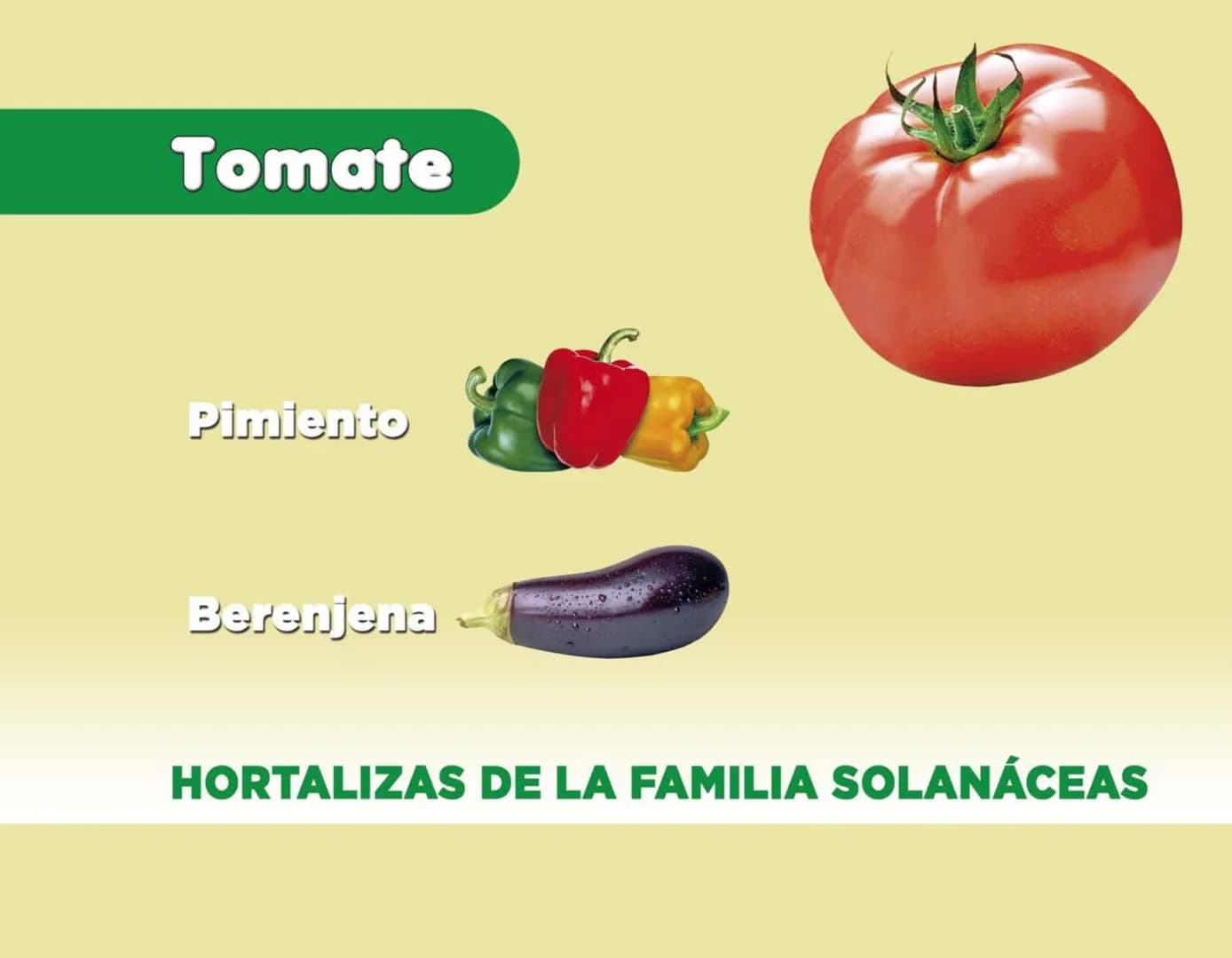 LA COOPÉRATION
BELGE AU DÉVELOPPEMENT
beLOUVAIN
COOPERATION
Subgobernación
Esperanza
Bolivia
San Lorenzo
MANUAL PARA EL CULTIVO DE
HORTALIZA