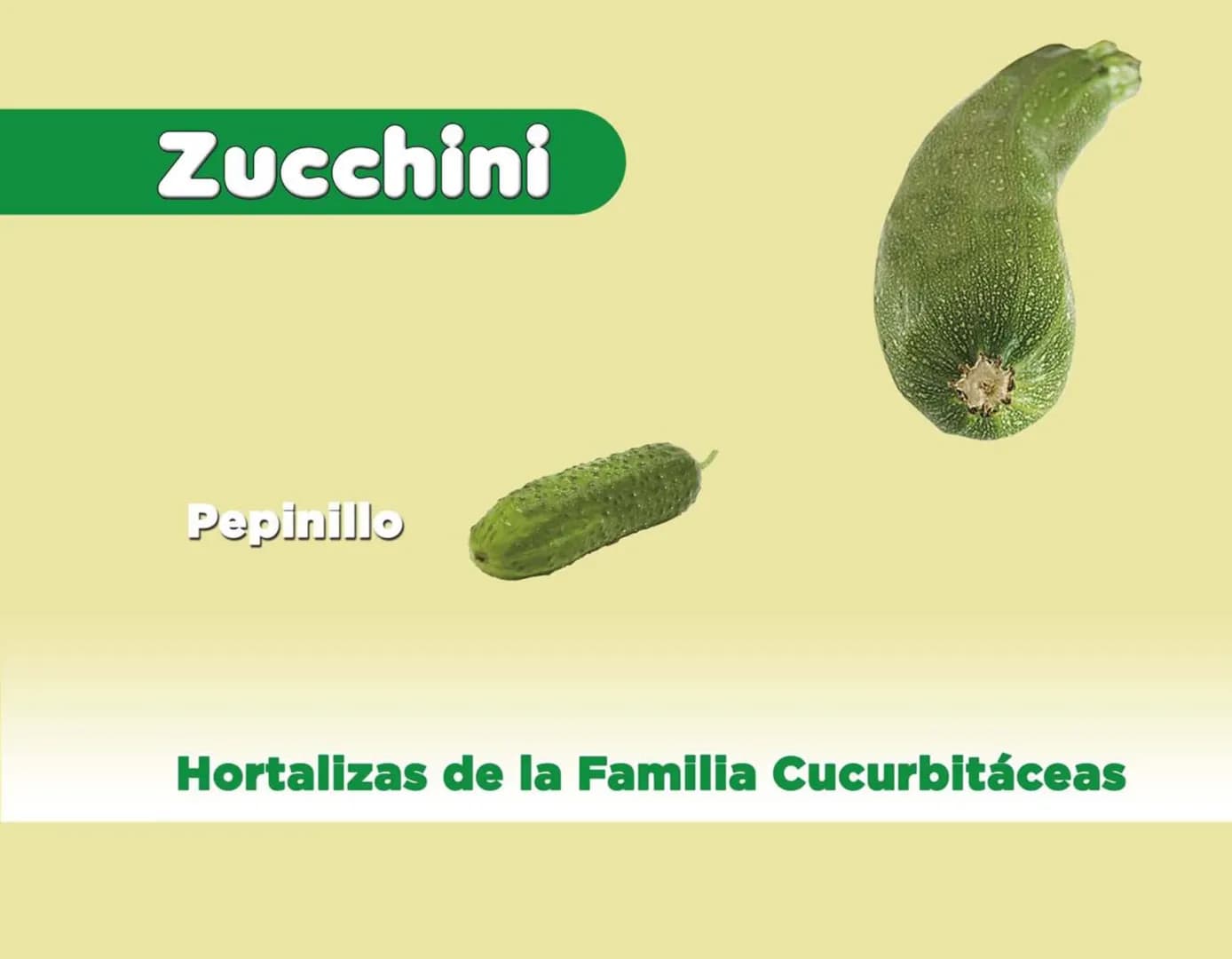 LA COOPÉRATION
BELGE AU DÉVELOPPEMENT
beLOUVAIN
COOPERATION
Subgobernación
Esperanza
Bolivia
San Lorenzo
MANUAL PARA EL CULTIVO DE
HORTALIZA