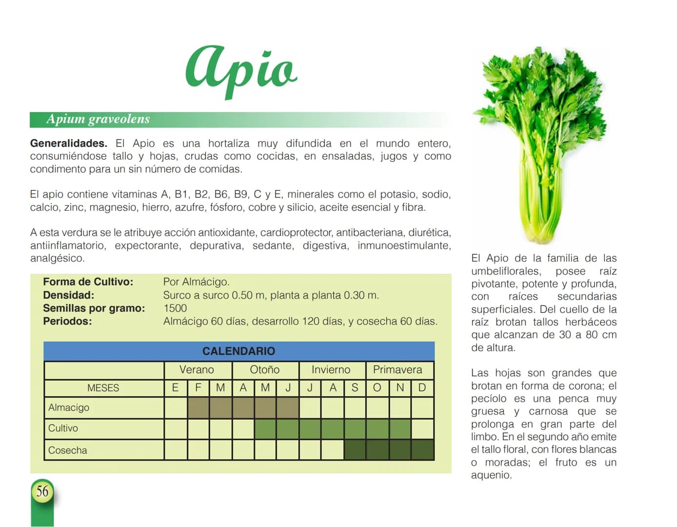 LA COOPÉRATION
BELGE AU DÉVELOPPEMENT
beLOUVAIN
COOPERATION
Subgobernación
Esperanza
Bolivia
San Lorenzo
MANUAL PARA EL CULTIVO DE
HORTALIZA