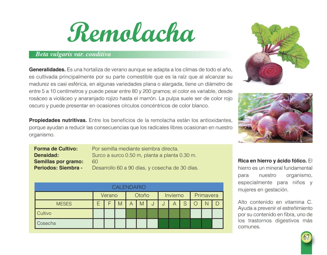 LA COOPÉRATION
BELGE AU DÉVELOPPEMENT
beLOUVAIN
COOPERATION
Subgobernación
Esperanza
Bolivia
San Lorenzo
MANUAL PARA EL CULTIVO DE
HORTALIZA